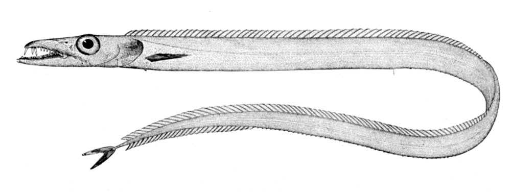 Reimfisk