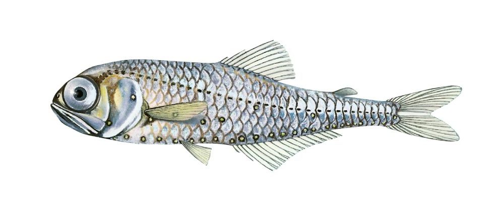 Nordlig lysprikkfisk