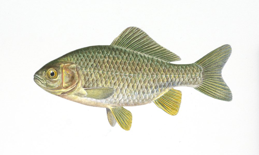 Gullfisk