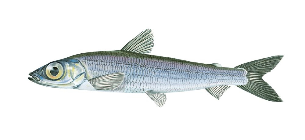 Vassild