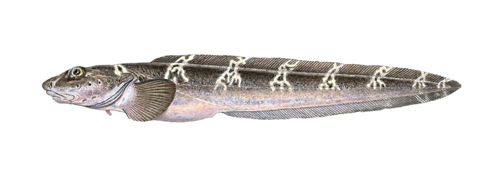 Ulvefisk