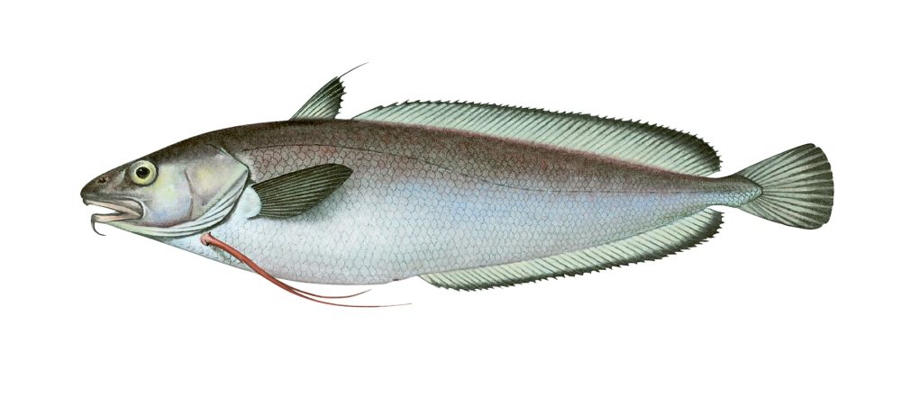 Skjellbrosme