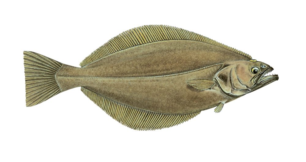 Blåkveite