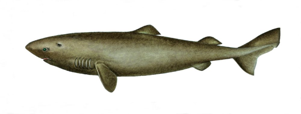 Håkjerring