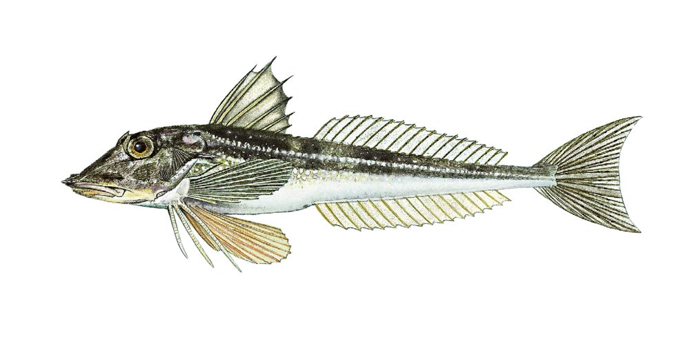 Knurr