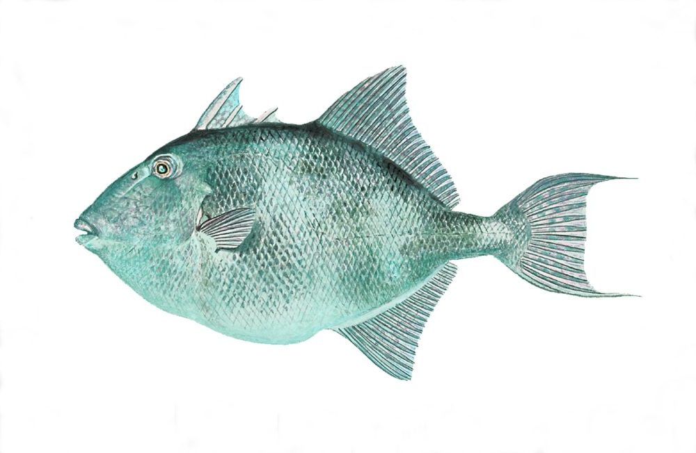 Avtrekkerfisk