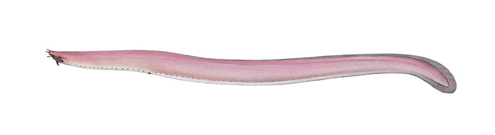 Slimål