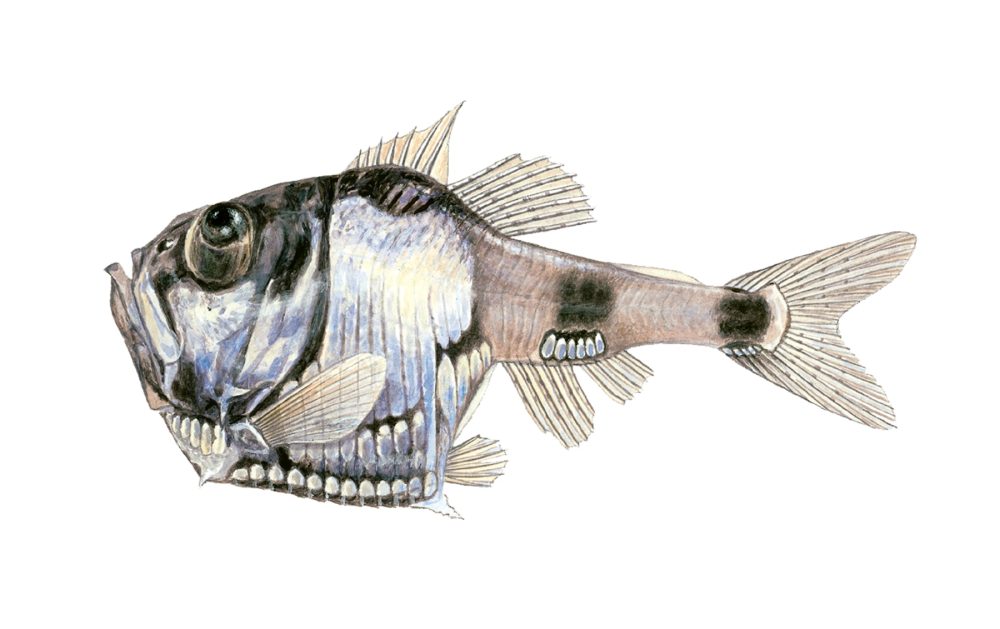 Flekket perlemorfisk
