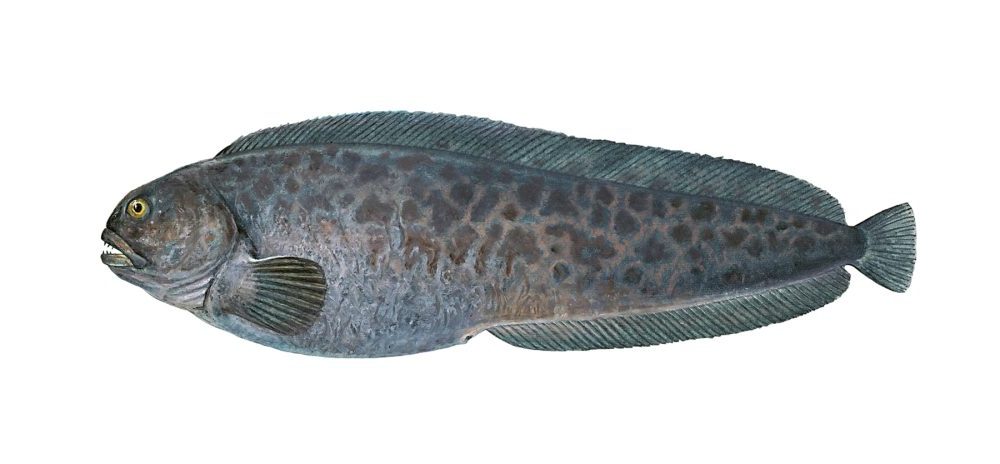 Blåsteinbit