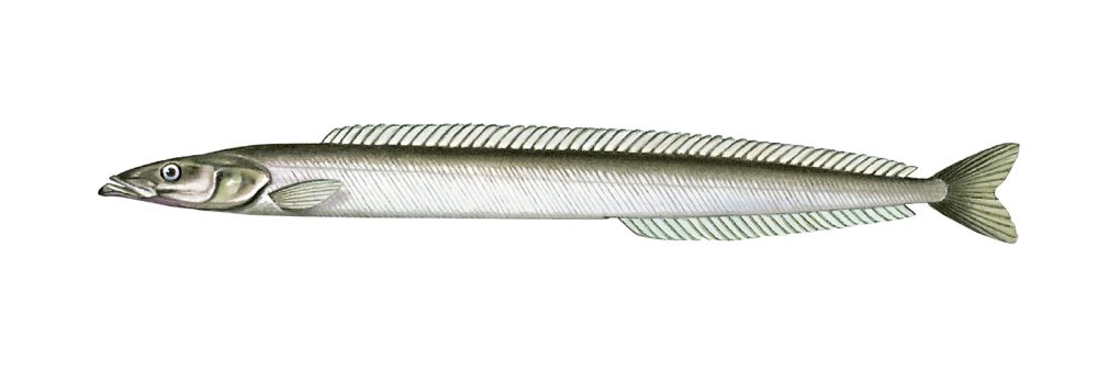 Småsil