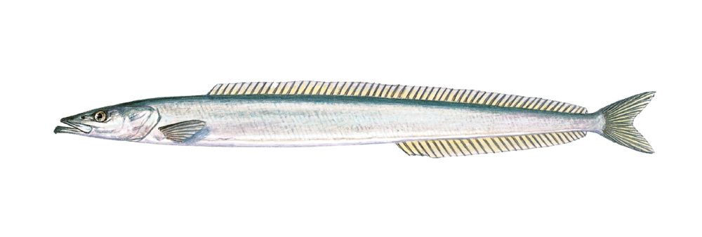 Havsil
