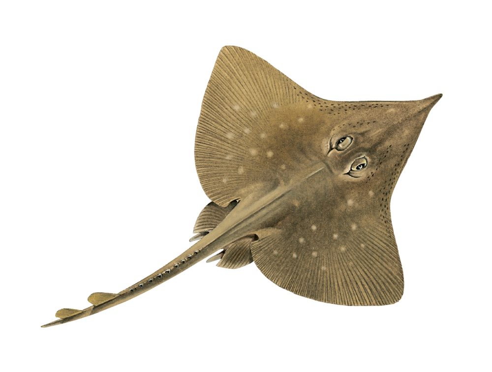 Spisskate