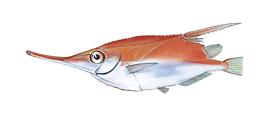 Trompetfisk