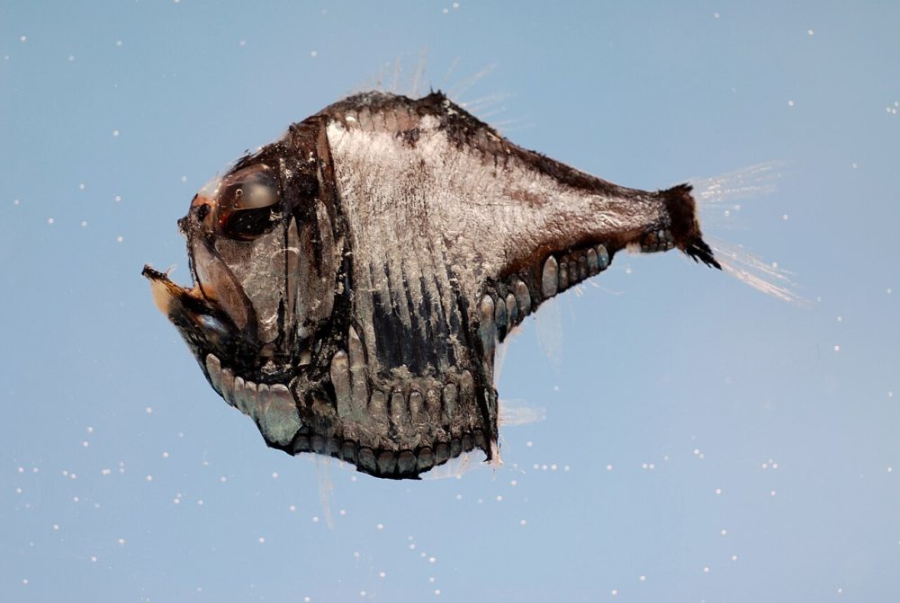 Pigghalet perlemorfisk