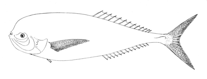 Luvar
