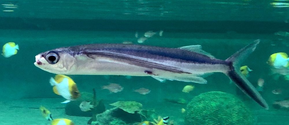 Flygefisk