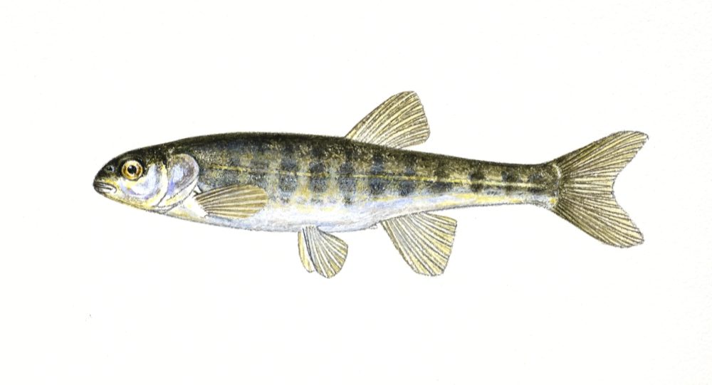 Ørekyte