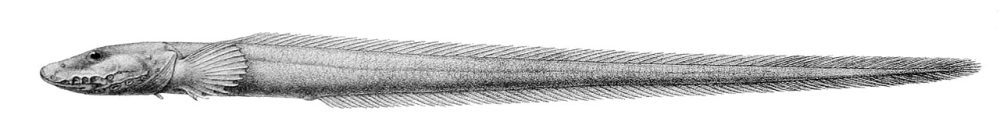 Havålebrosme