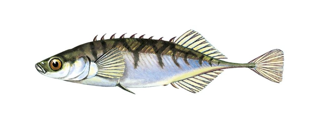 Stingsild, nipigget