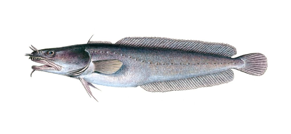 Nordlig tangbrosme