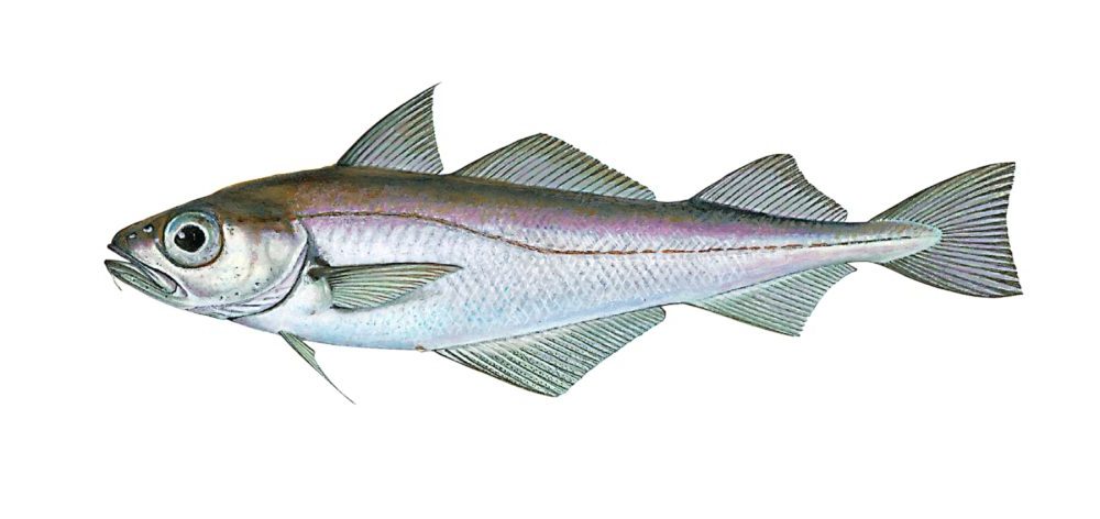 Øyepål