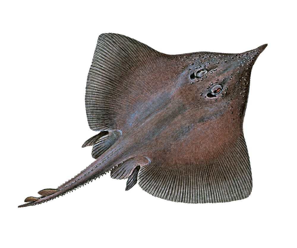 Svartskate