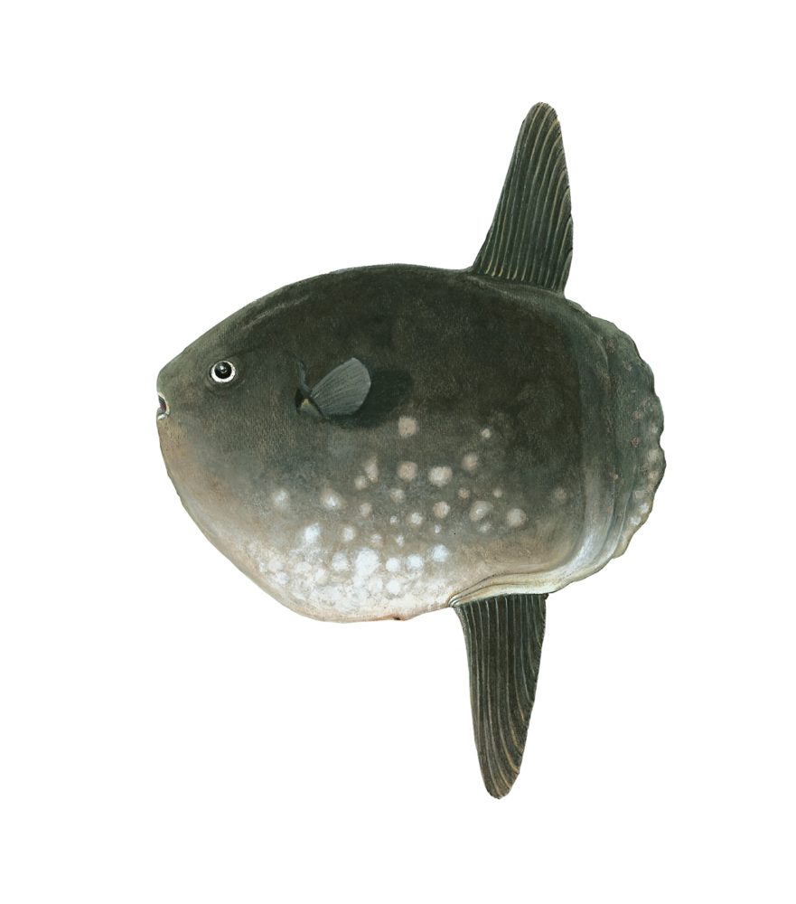 Månefisk