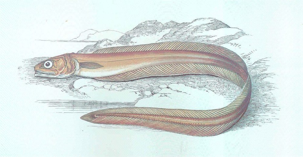 Snyltefisk