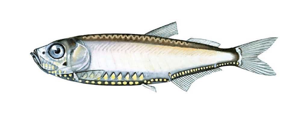 Laksesild