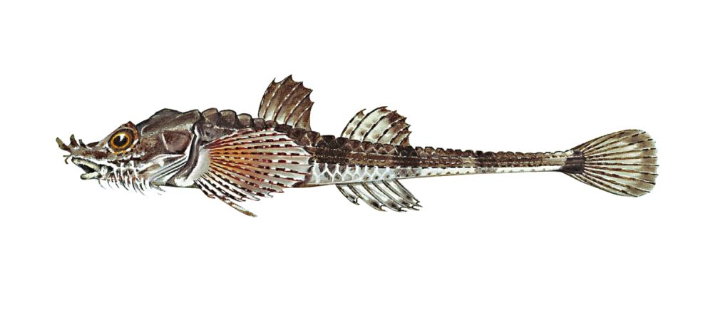 Panserulke