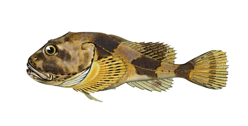 Paddeulke