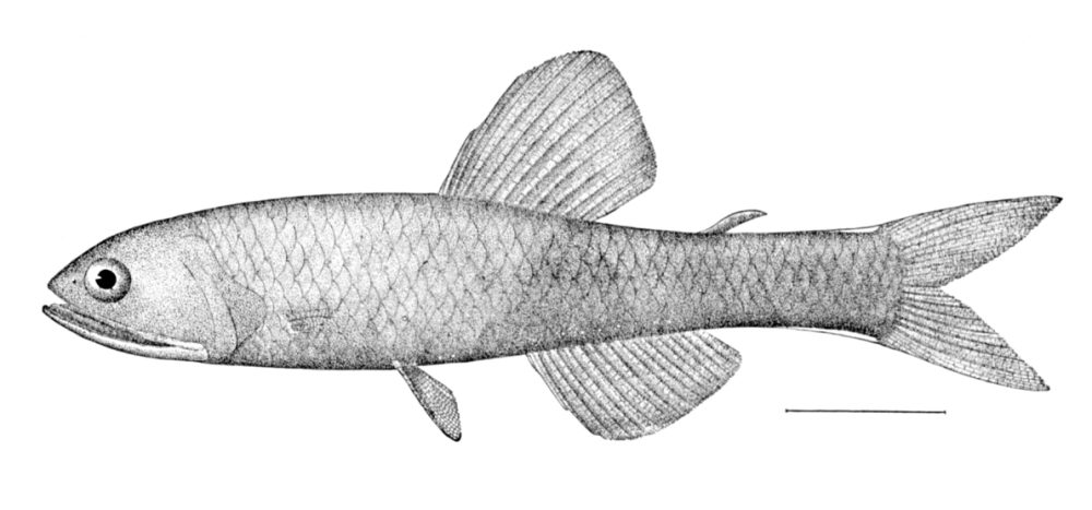 Brun lysprikkfisk