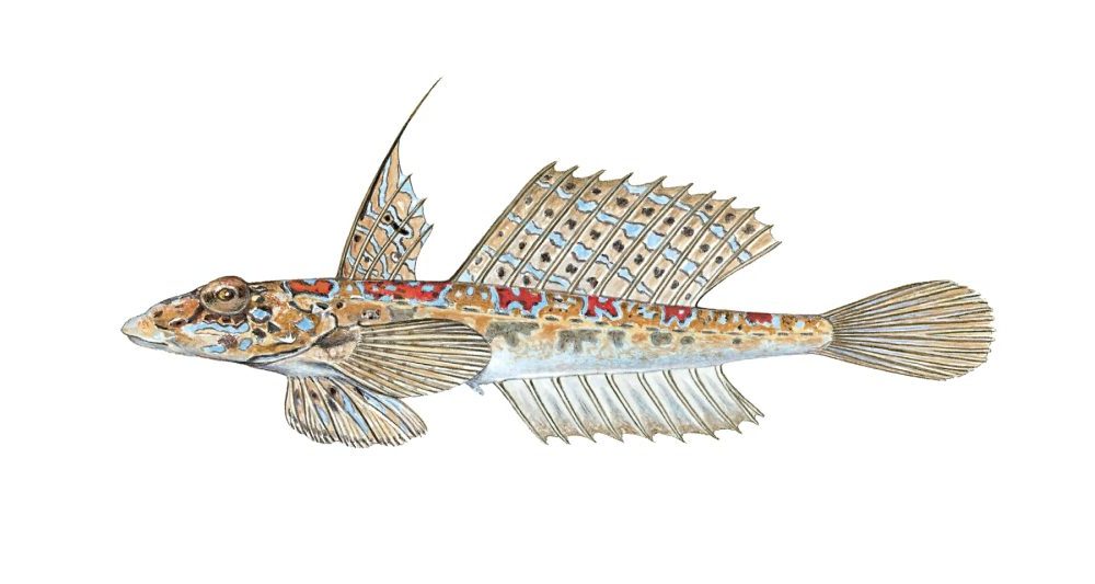 Liten fløyfisk