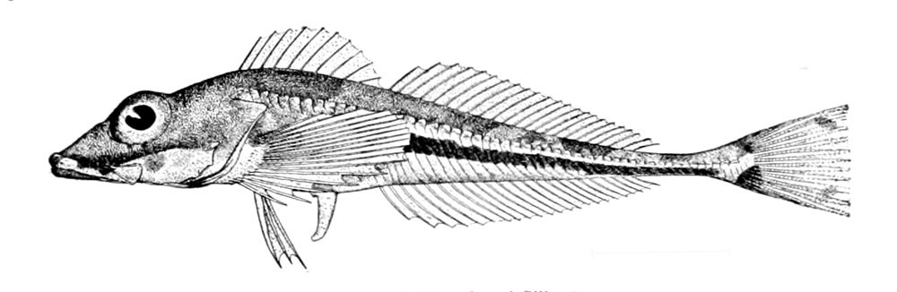 Arktisk knurrulke