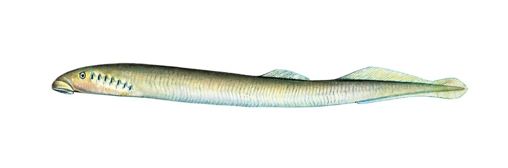 Elveniøye