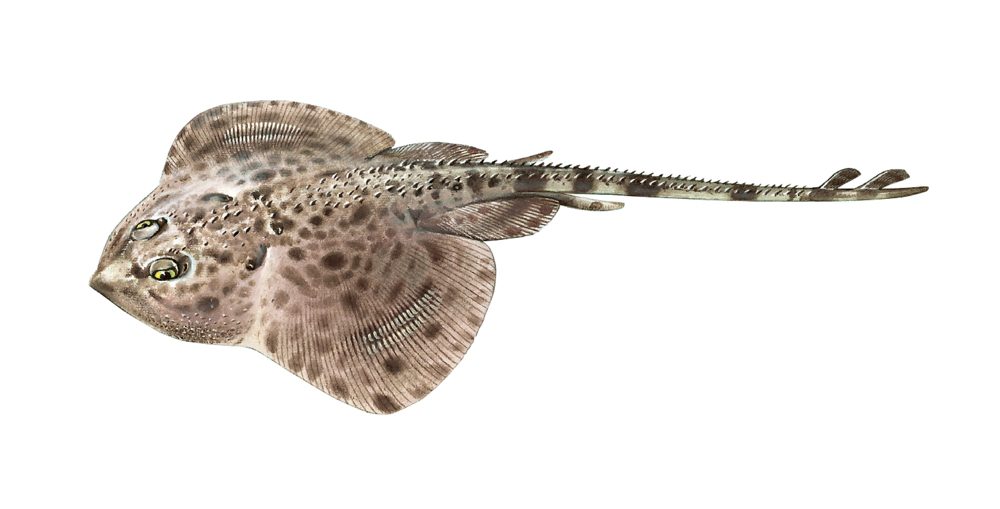 Rundskate