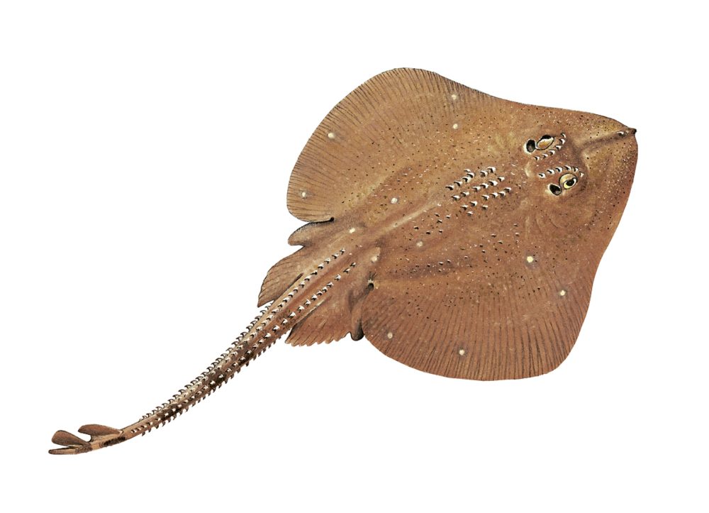 Sandskate