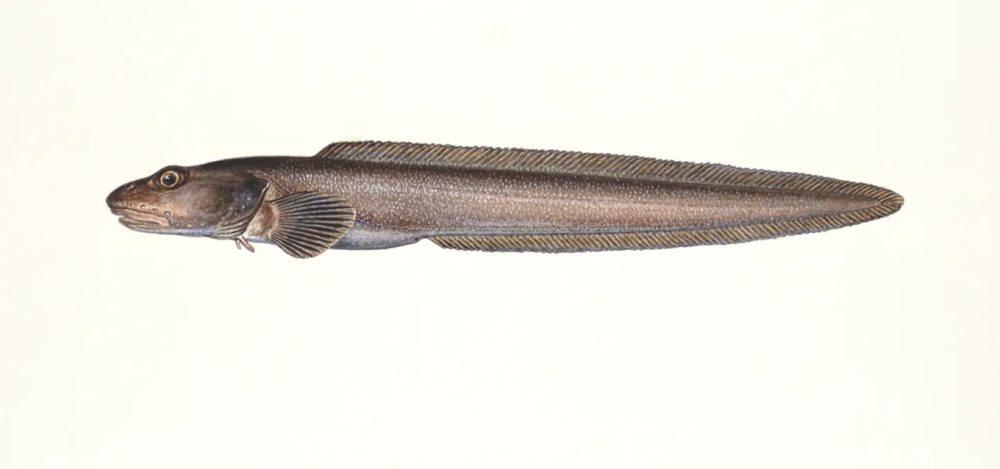 Skjellålebrosme
