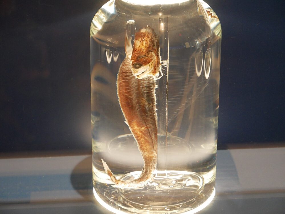 Storkjeft
