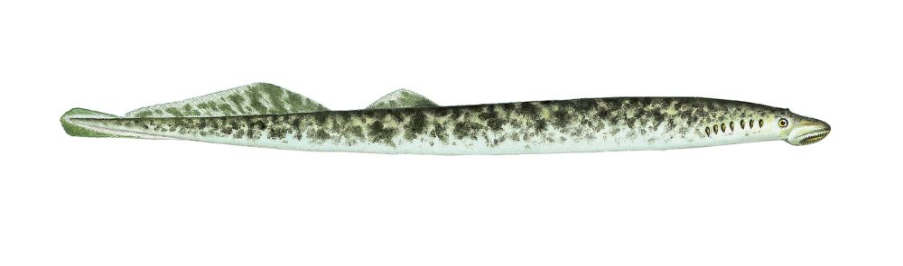 Havniøye
