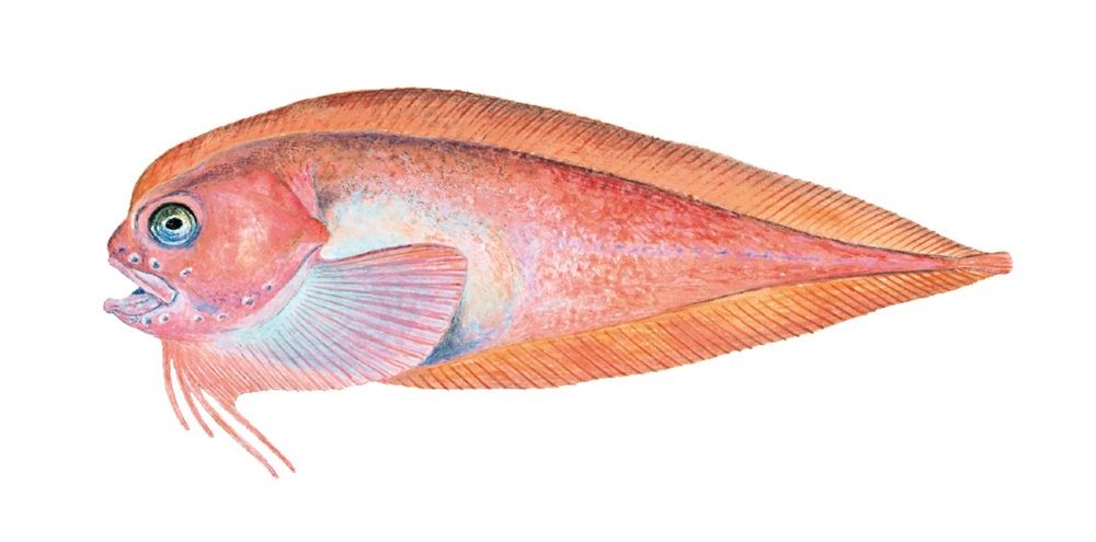 Langfinnet snottfisk