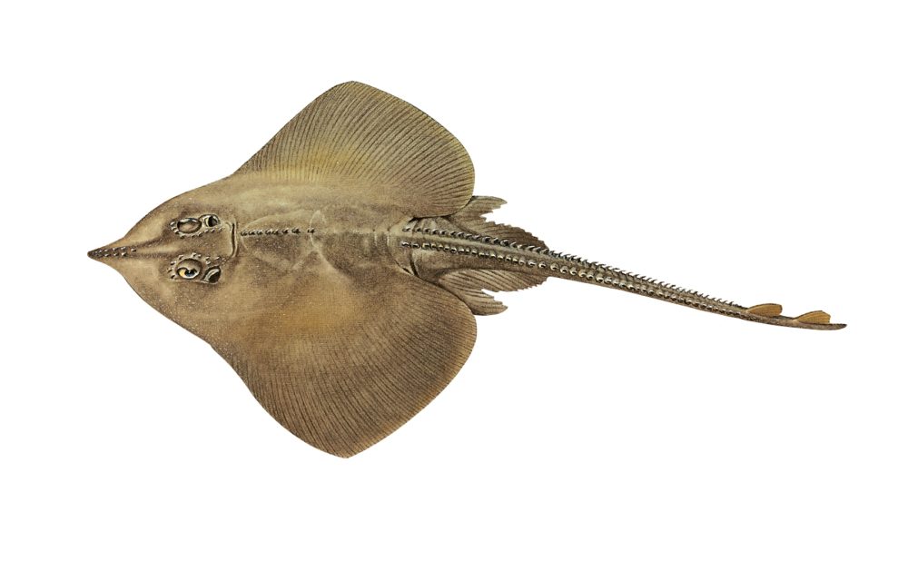 Nebbskate