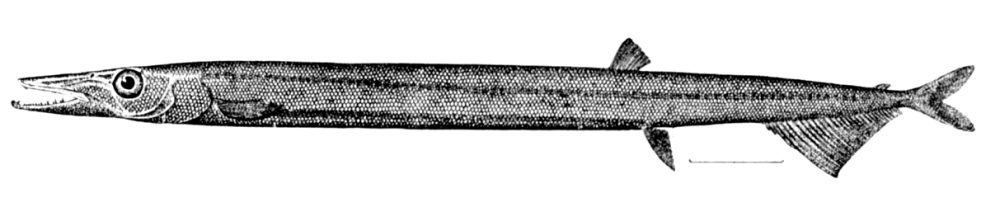 Stor laksetobis