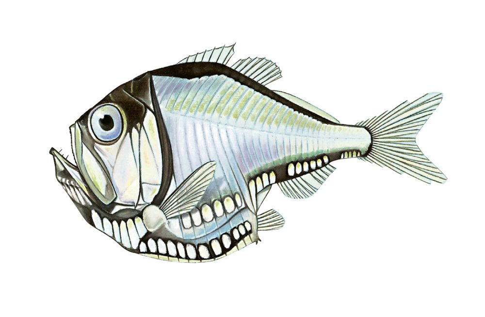 Stor perlemorfisk