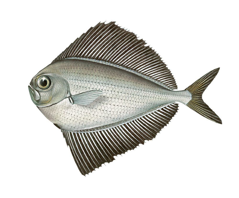 Sølvbrasme