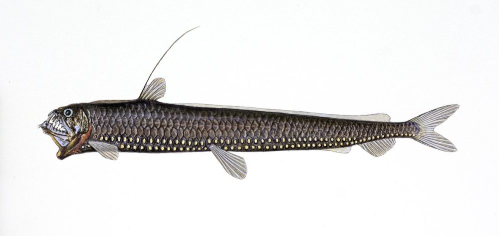 Hoggormfisk