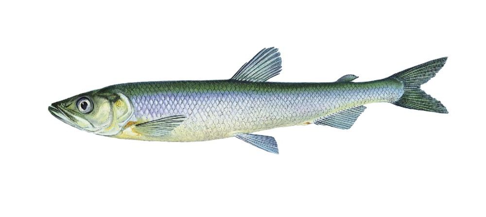 Krøkle