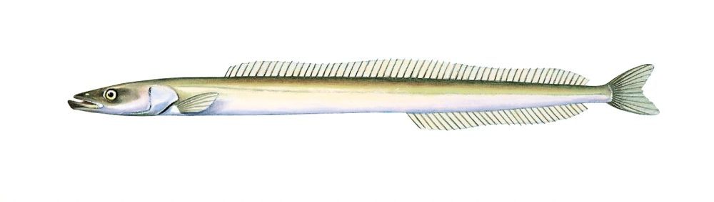 Glattsil