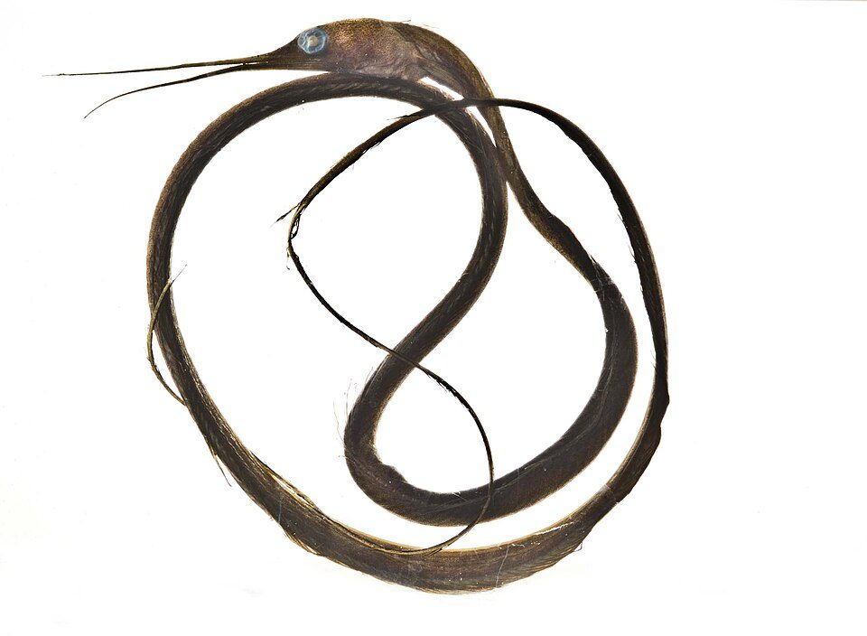 Snipeål