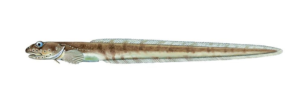 Sørlig ålebrosme